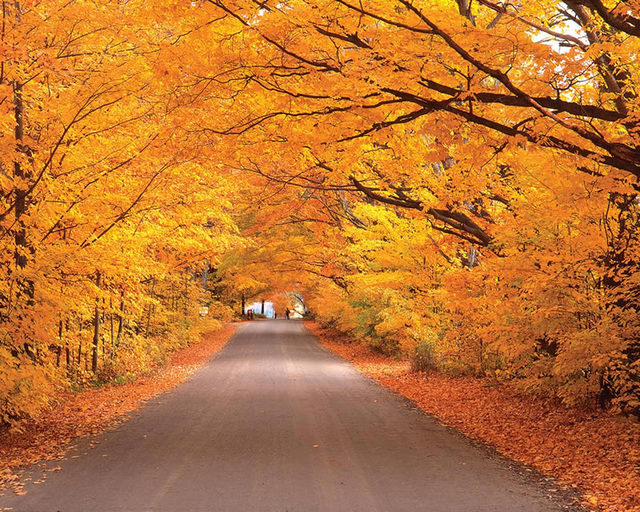 Vermont Fall