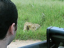 Land Rover Lions