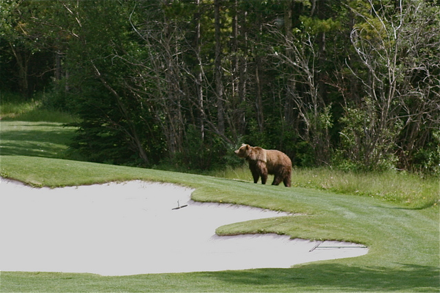 Grizzly at Kananaskis Country Golf Course