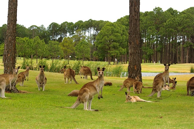 Kangaroos at Sanctuary Cove Golf Club