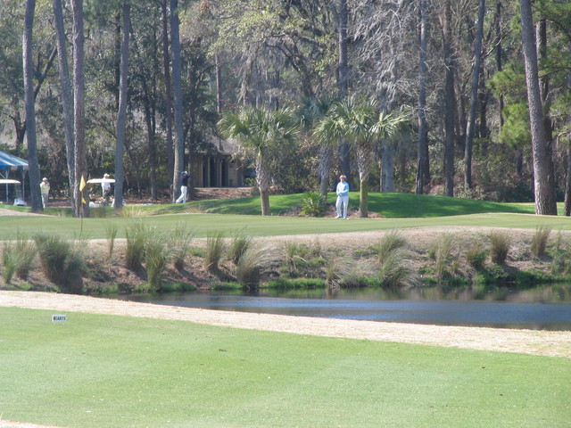 Hilron Head's Golden Bear