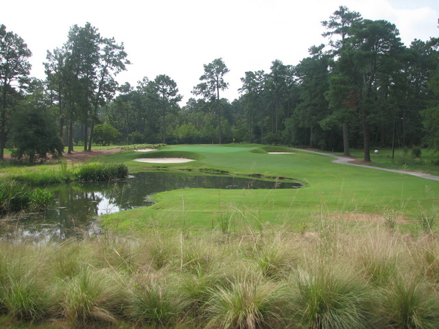 Pine Needles