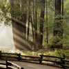 Muir Woods National Monument