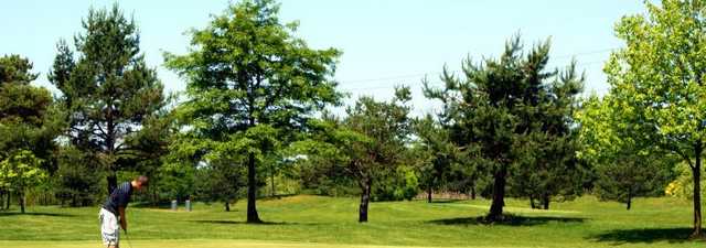 Golden Hawk GC