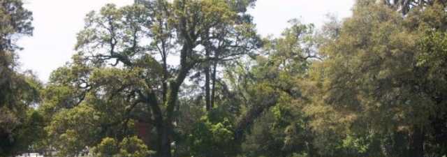 Jekyll Island GC - Oleander: #16