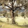 Murrurundi GC