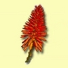 Port Shepstone Country Club Logo
