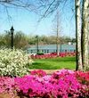 Augusta Azaleas