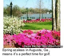 Augusta Azaleas