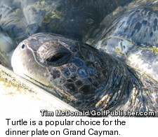 Grand Cayman - Turtle