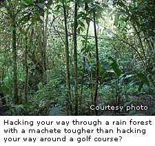 Rain Forest