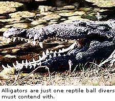 Alligators