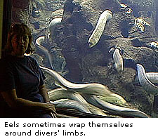 Eels