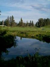 Northern Pines