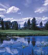 Northern Pines