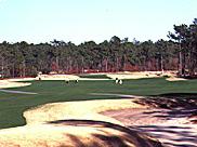bentgrass green