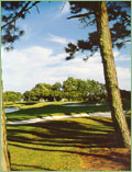 Sawgrass