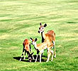 Deers At White Bluff Resort
