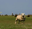 Royal North Devon Golf Club - Sheep